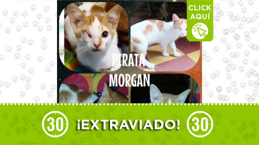 'Morgan' se extravió en La Estrella