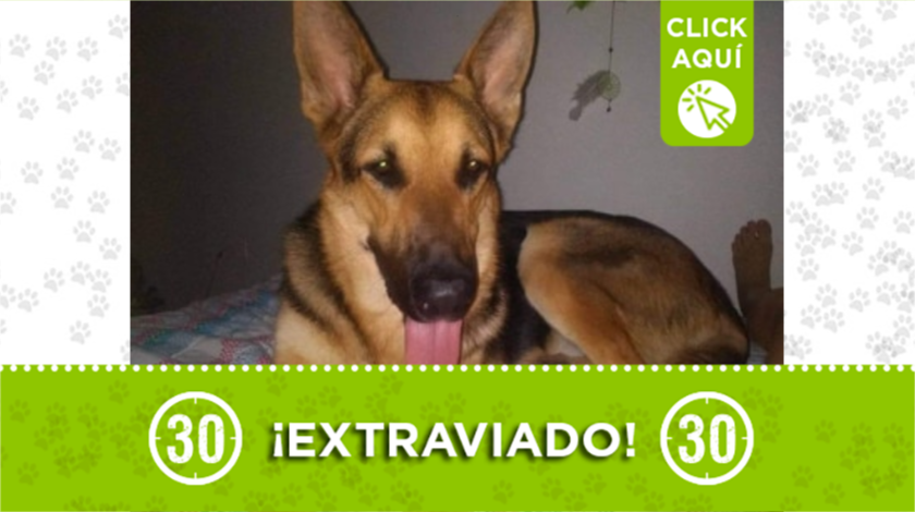 'Apolo' se extravió desde el viernes, ¿lo ha visto?