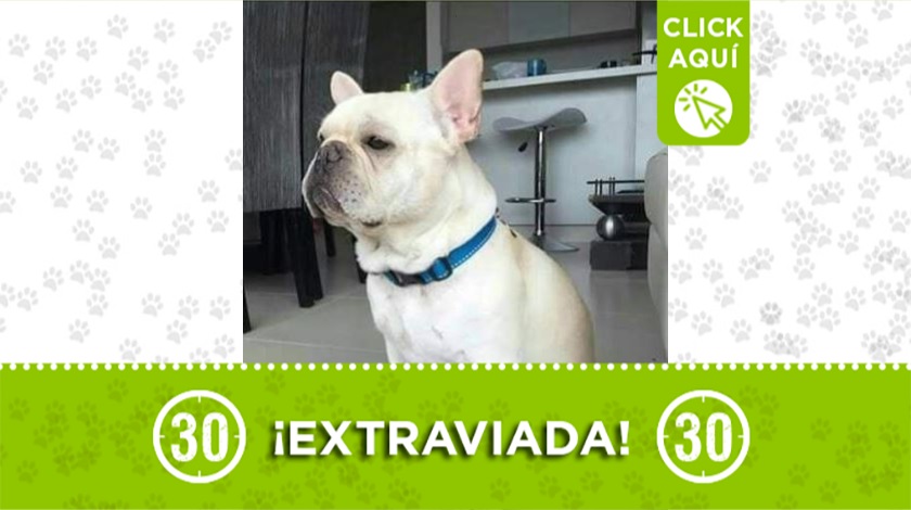 "Bulma" perdida Bello