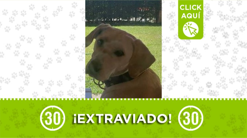 'Bruno' perdido en San Antonio de Pereira