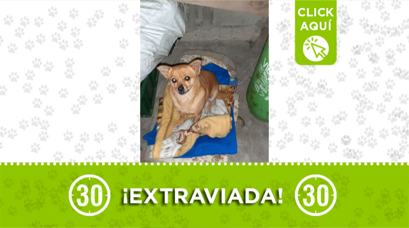 'Candy' se perdió por sector el Picacho