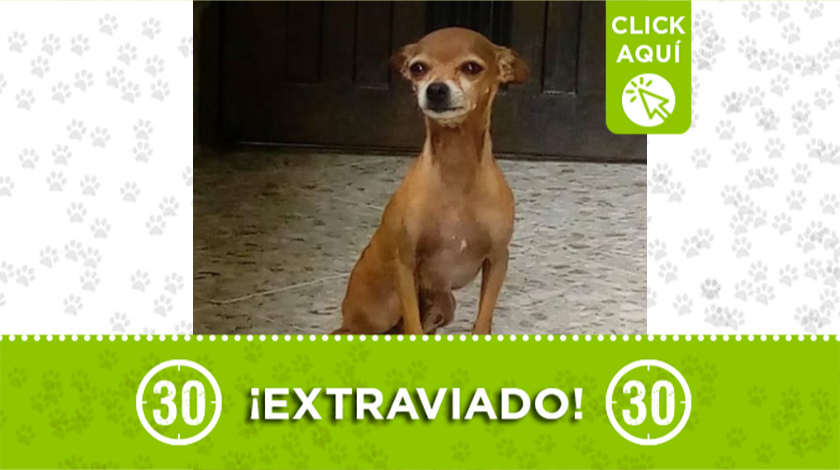 'Canelo' se extravió en Robledo Villa Flora