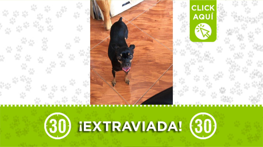 'Chiqui' se extravió en Envigado