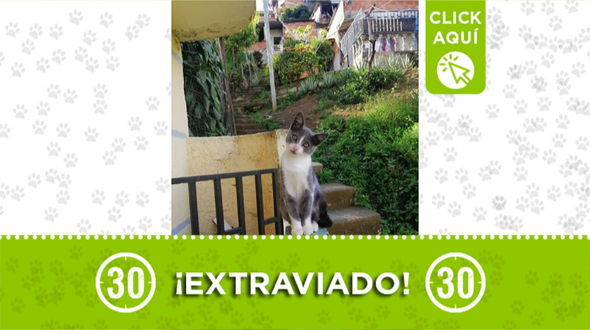 Este peludito que obedece al nombre de 'Coco' se extravió en el barrio Robledo.