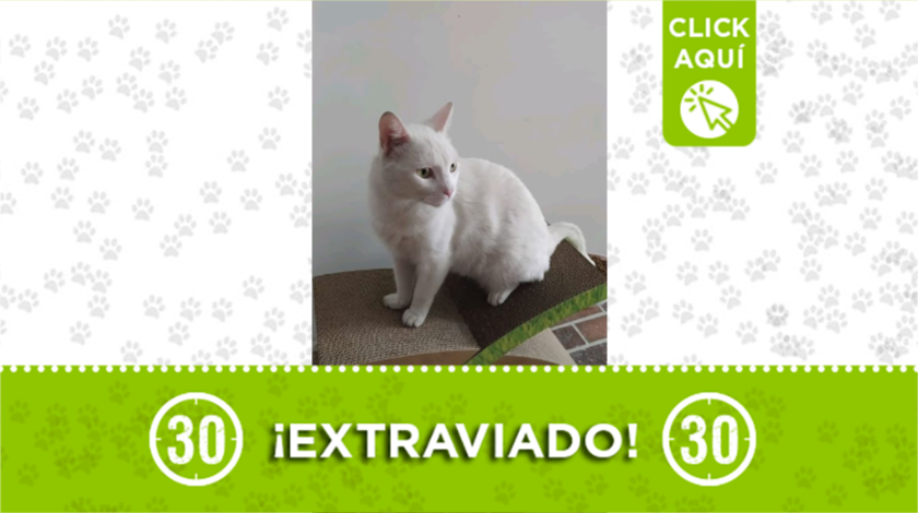 'Copito' está extraviado en Guayabal