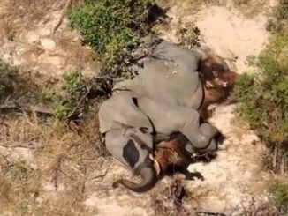Preocupación por misteriosa muerte de más de 350 elefantes en Botsuana 1 elefante