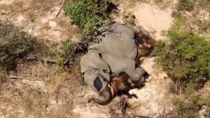 elefante elefante