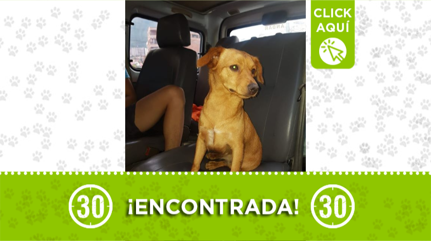 Esta perrita fue encontrada por la Plaza de Mercado de Bello, buscan a sus dueños