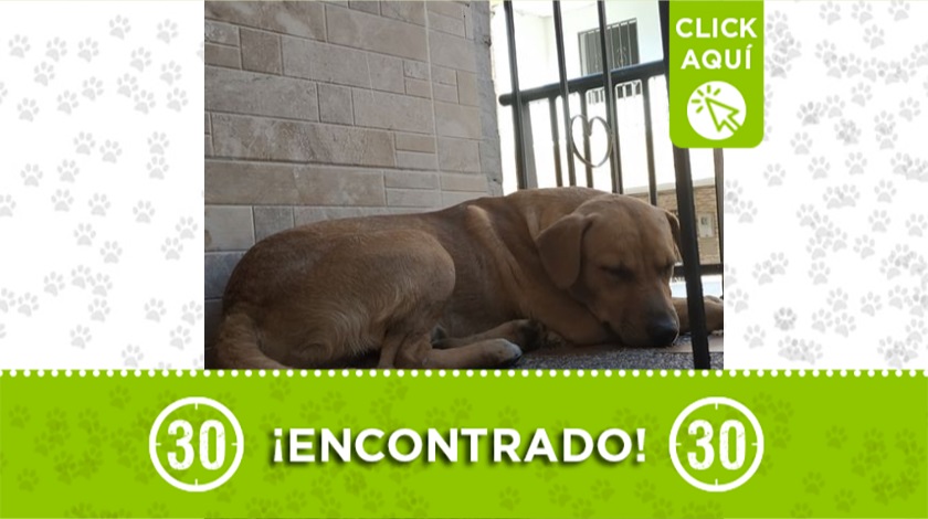 Perrito encontrado en Castilla
