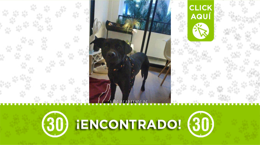Este perrito fue encontrado deambulando en Laureles