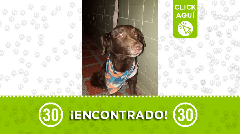 Este peludito fue encontrado deambulando en Robledo, ¿lo reconoce?