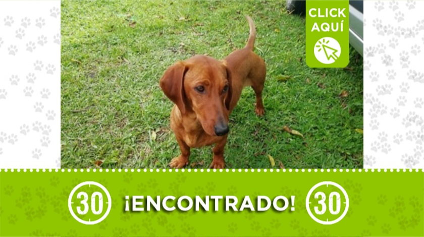 Perrito encontrado en Rionegro