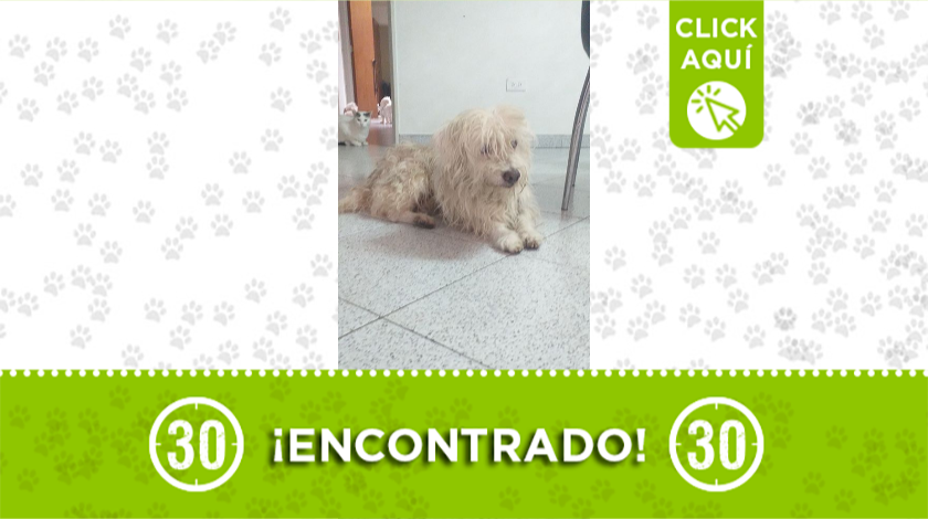 Peludito encontrado deambulando por Buenos Aires