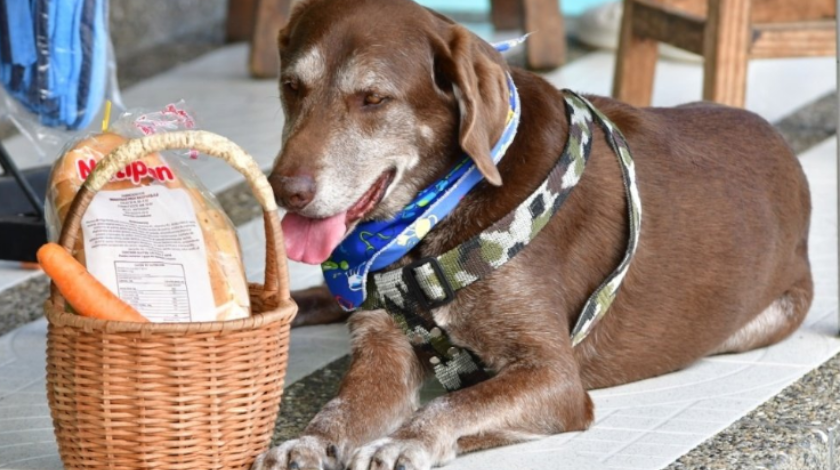 ¡El colmo! Ladrones atracaron al perrito que hace domicilios y lo dejaron sin canasta 1 perro domiciliario