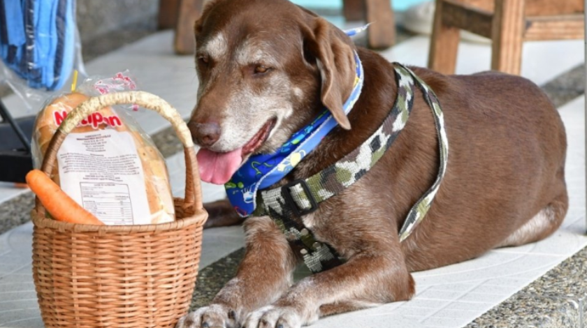 ¡El colmo! Ladrones atracaron al perrito que hace domicilios y lo dejaron sin canasta