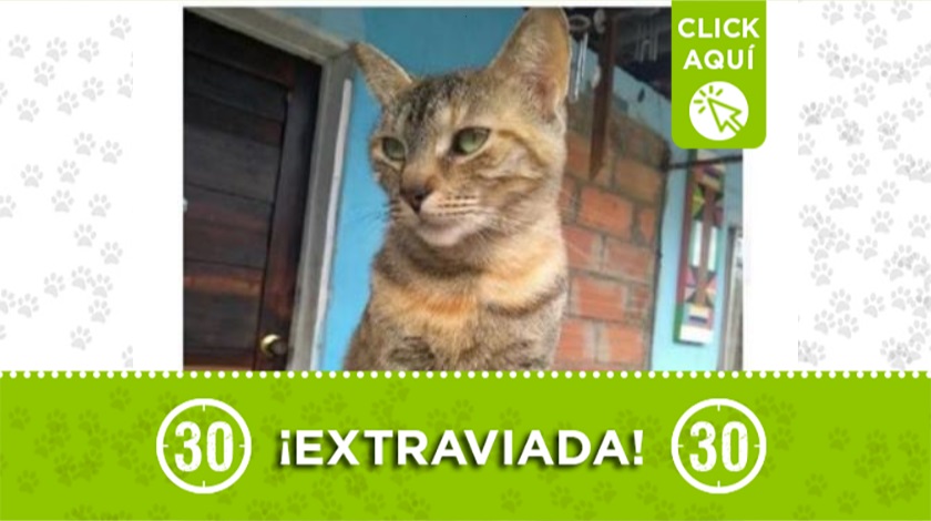 "Princesa" extraviada en Manrique