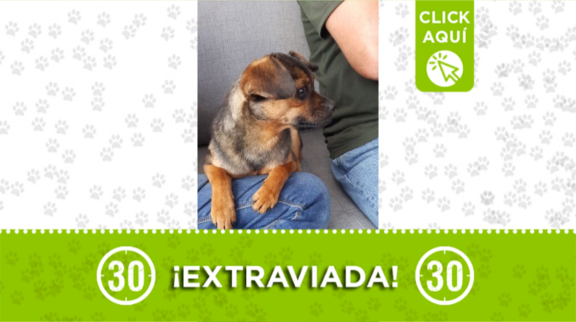 Esta peludita se extravió en La Estrella