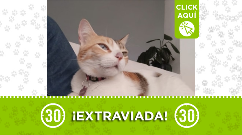 'Piñata' se extravió en el barrio Simón Bolívar