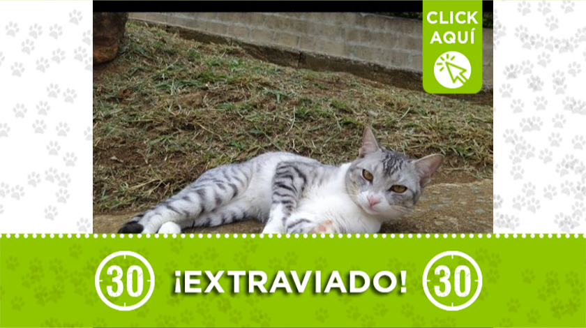 Grisly está extraviado