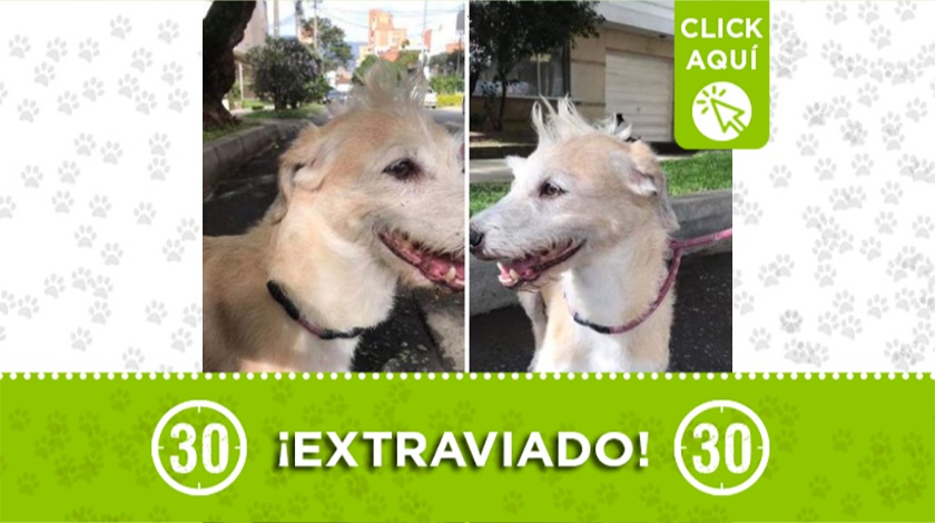 "Niño" perdido en La Floresta