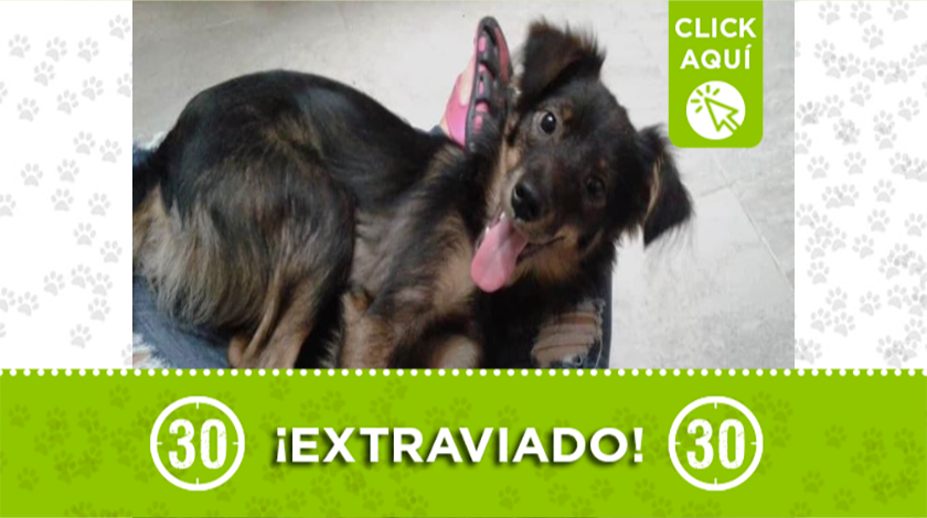 Peludito extraviado en Belén Buenavista