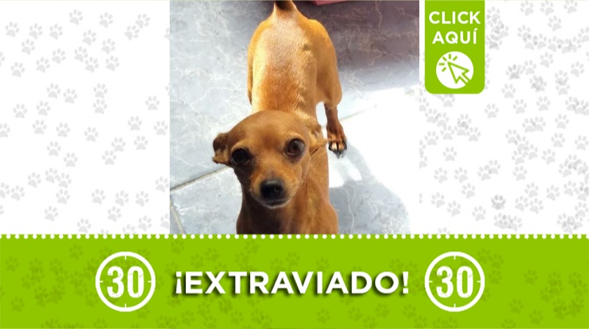 'Teo' extraviado en Aranjuez