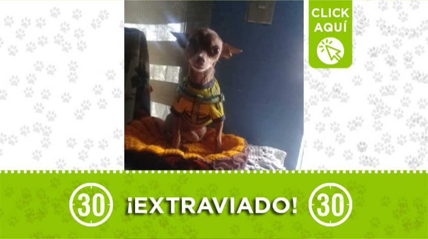 Perrito extraviado en Robledo