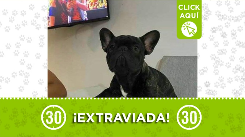 "Fiona" extraviada en Bello