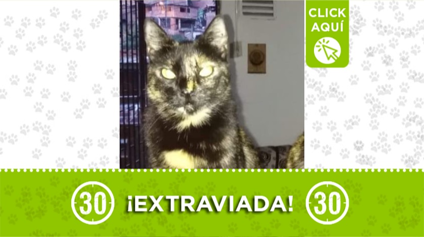 Gata perdida en El Salvador