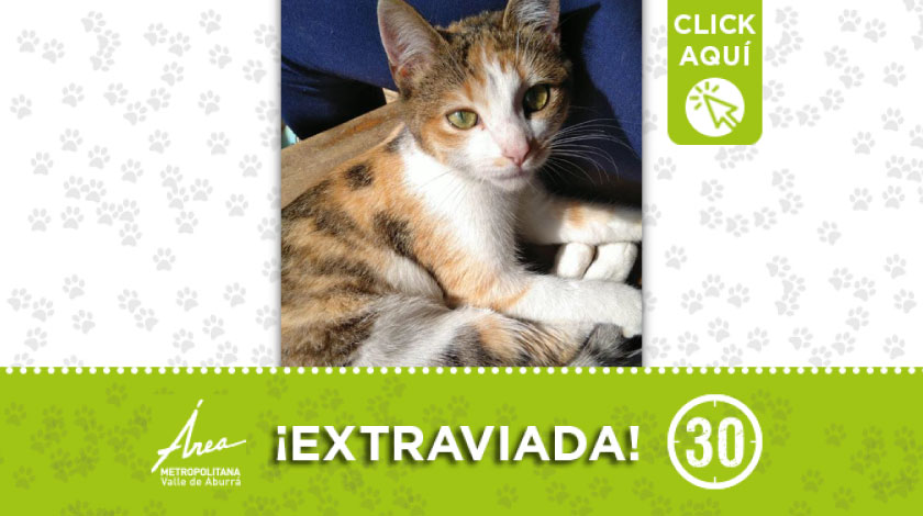 "Sofía" perdida en Bello