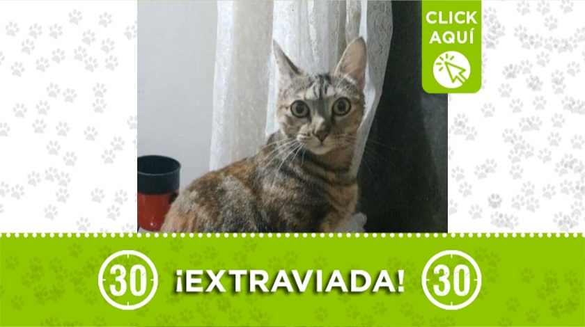 Gatica perdida en barrio Córdoba