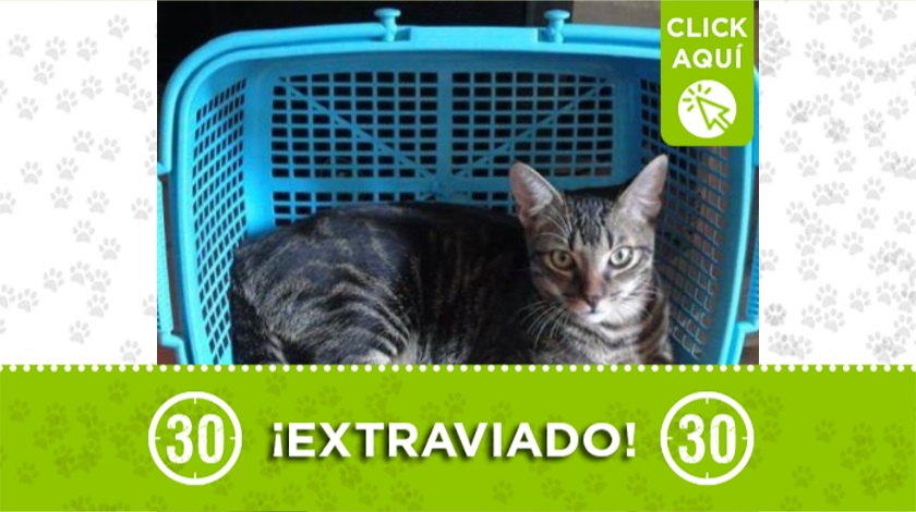 Gatico perdido en Buenos Aires