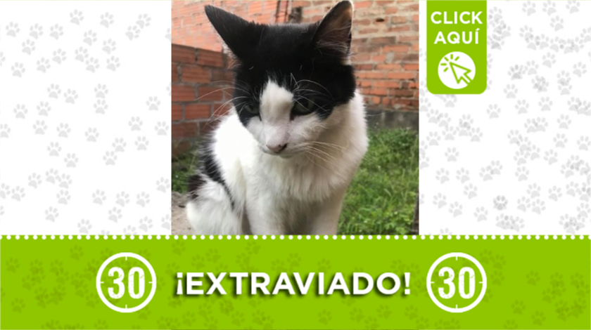 Este gatito se extravió por el Parque Gaitán