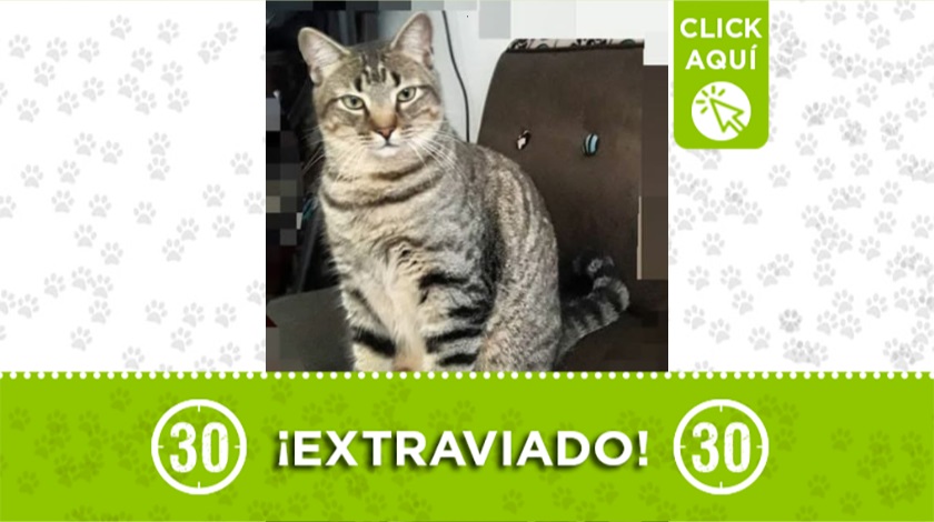 'Tommy' perdido en Bello