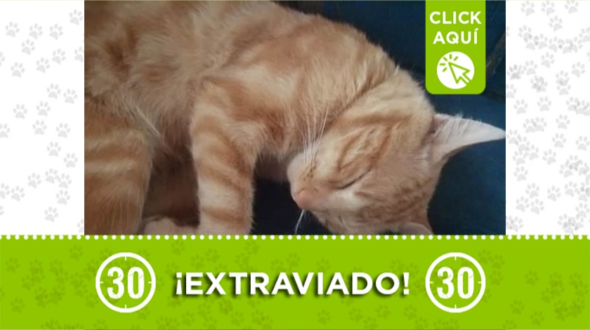 Gato se perdió en La Ceja
