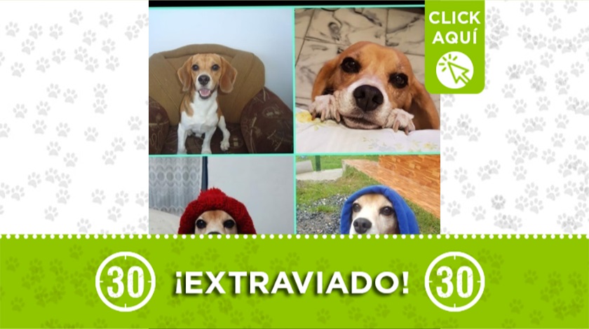 'Gino' perdido en el Carmen de Viboral