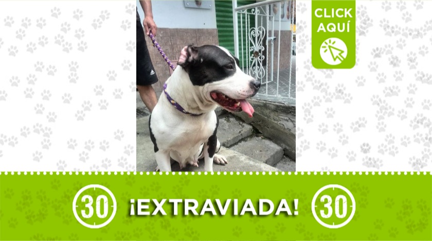 'Kira' perdida en Medellín