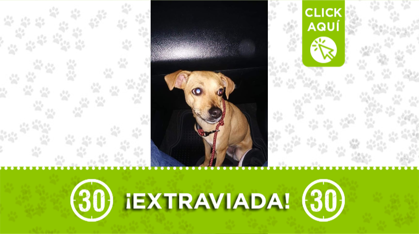 'Laika' se extravió por el parque de La Mota