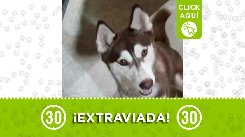 "Lara" perdida en Bello