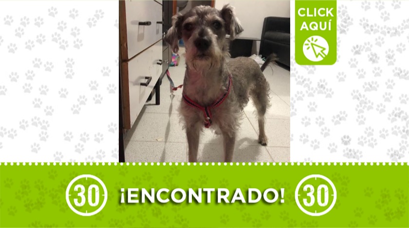 Perrito encontrado