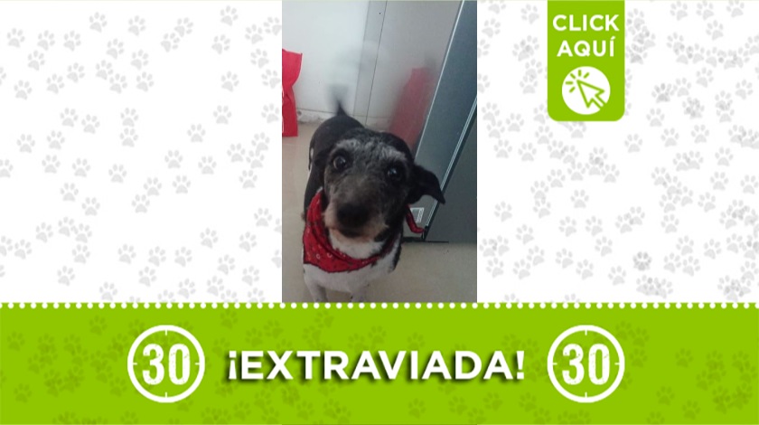 'Lola' perdida en Buenos Aires