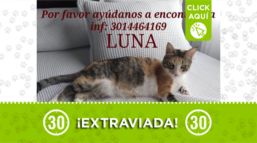 'Luna' se extravió en San Pío, Itagüí