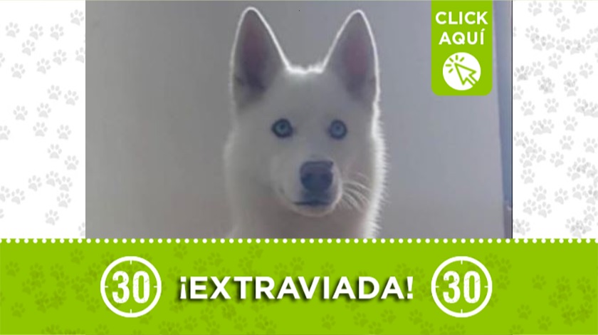 'Luna' perdida en la vía a El Retiro