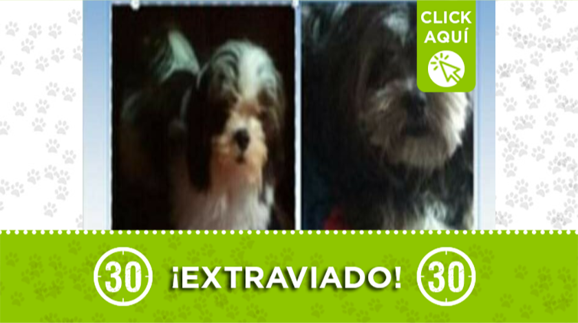 'Manolo' y 'Paulina' se perdieron en Manrique