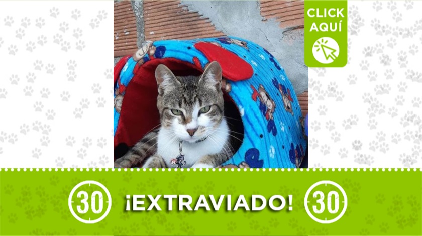 'Merlin' perdido en La Unión