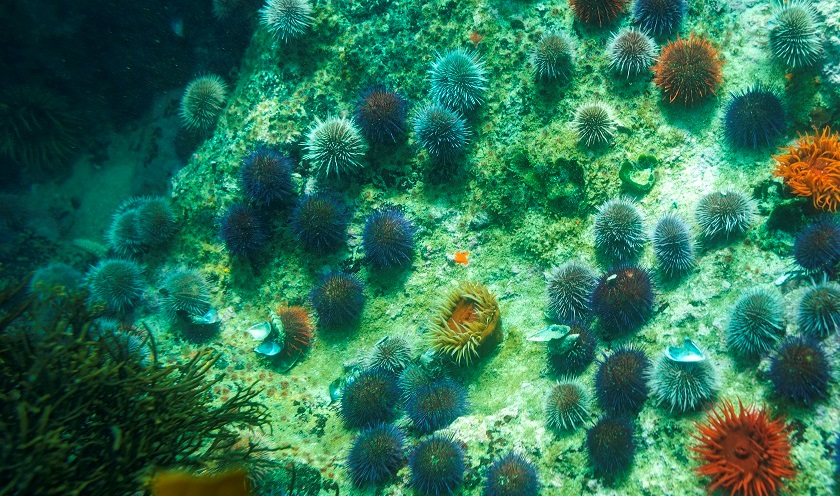 Microbios pueden sobrevivir más de 100 millones de años en el subsuelo marino