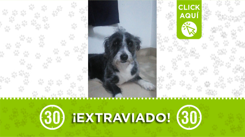 'Mostro' se extravió en Las Cabañas en Bello