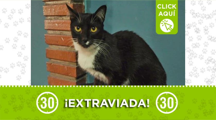 'Niña perdida en Bello