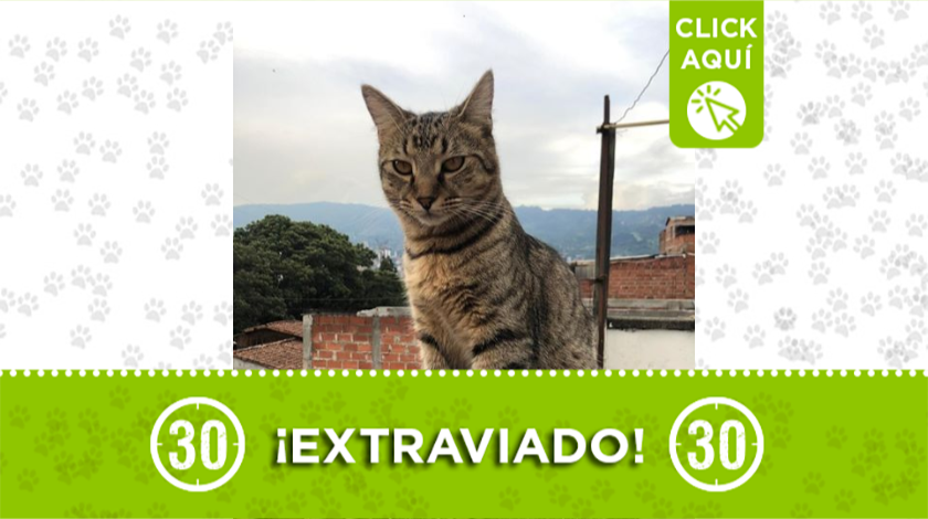 'Oliver' se perdió en Balcones de Sevilla