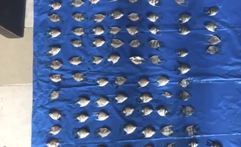 ¡Genios! Pretendían enviar peces ornamentales en encomienda y se murieron más de la mitad